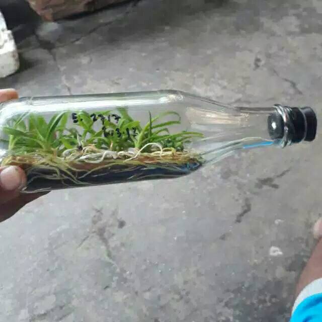 Bibit Botolan Anggrek Dendrobium Murah