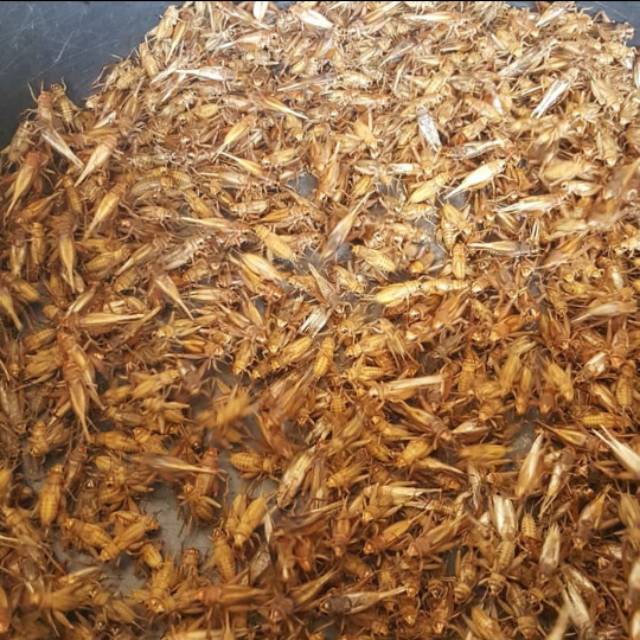 TELUR JANGKRIK MADU KUNING kunyit 1KG