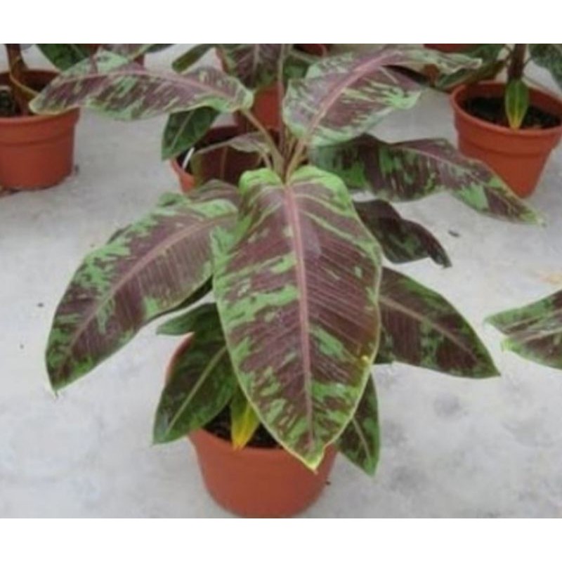 tanaman hias banana blood//pohon pisang blood