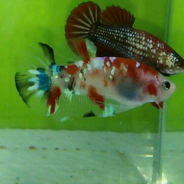 cupang red koi galaxi bias gold
