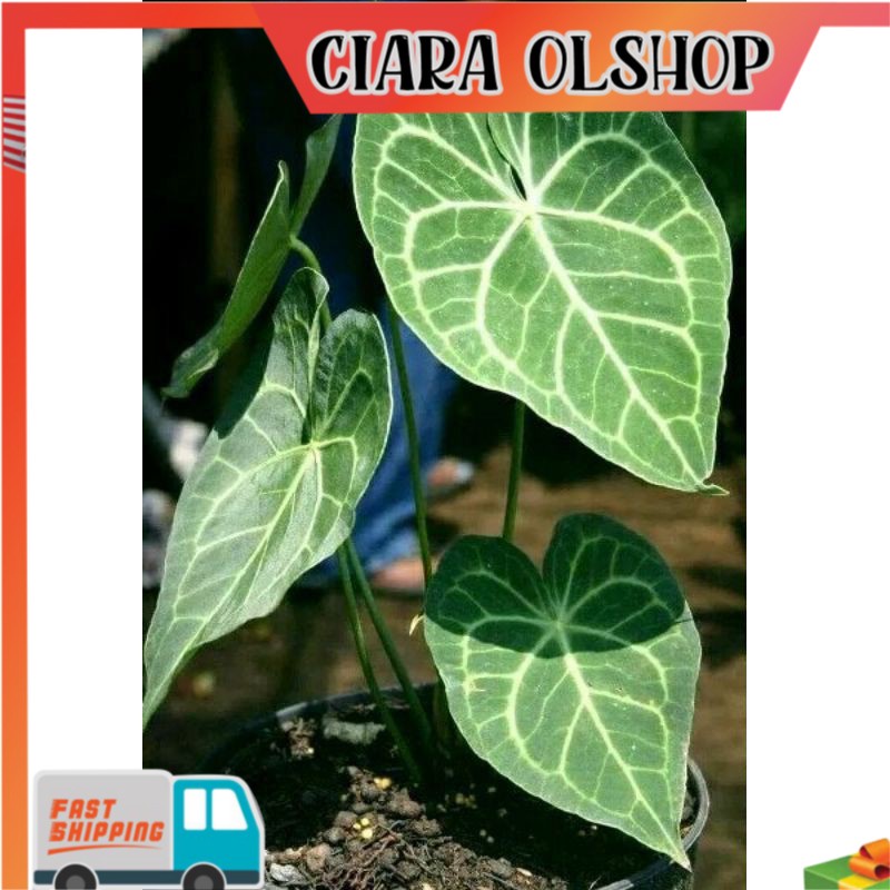 TANAMAN HIAS UKURAN JUMBO - anthurium kuping gajah