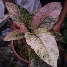 Bibit Hokeri varigata pink super