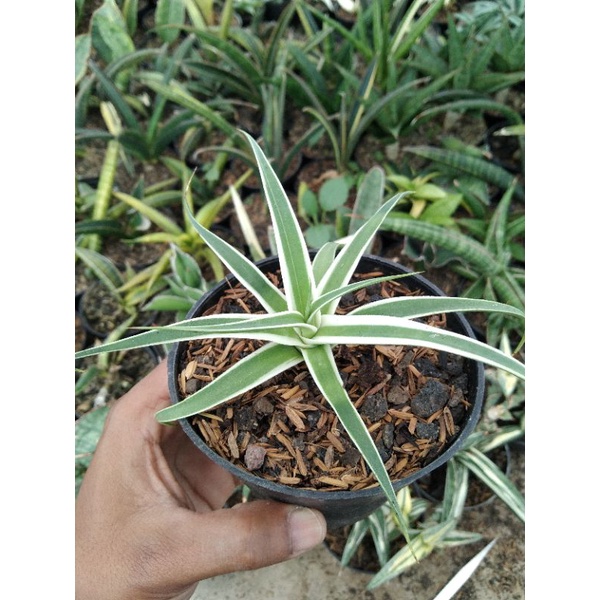 kaktus sukulen// agave bracteosa