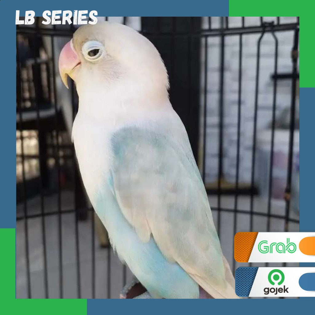 Lovebird Pasbir (Pastel Biru) burung Lb Series