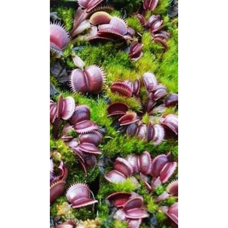 Tanaman Karnivora Hias Venus Fly Trap Venusflytrap VFT Red Moon Trap Collector Item