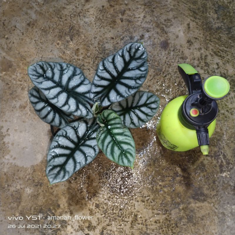 Dragon Silver (Keladi Tengkorak)