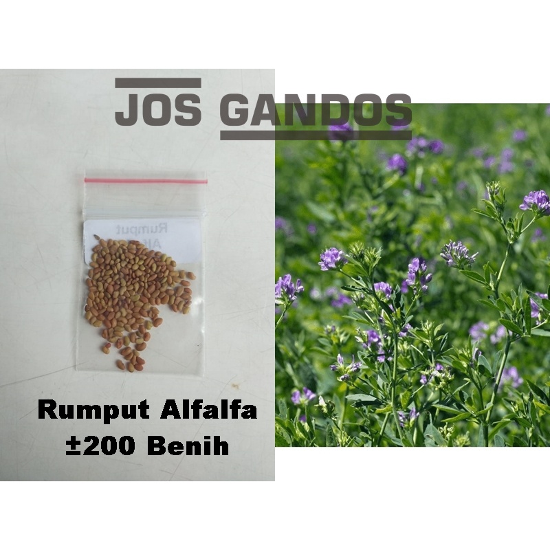 Benih Rumput Alfalfa/Bibit Rumput Alfalfa isi 200 Benih