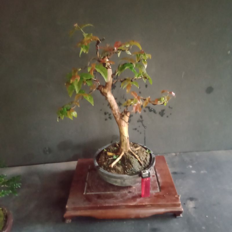 bonsai sianto (dewandaru.) akar keliling..