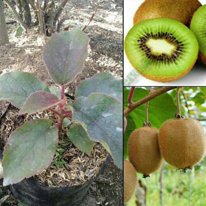 ibr Bibit Tanaman Buah kiwi