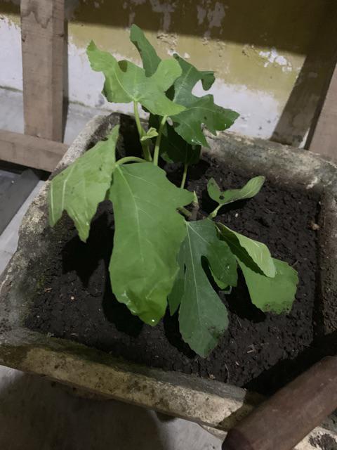 Bibit Tin Green Yordan Mumer