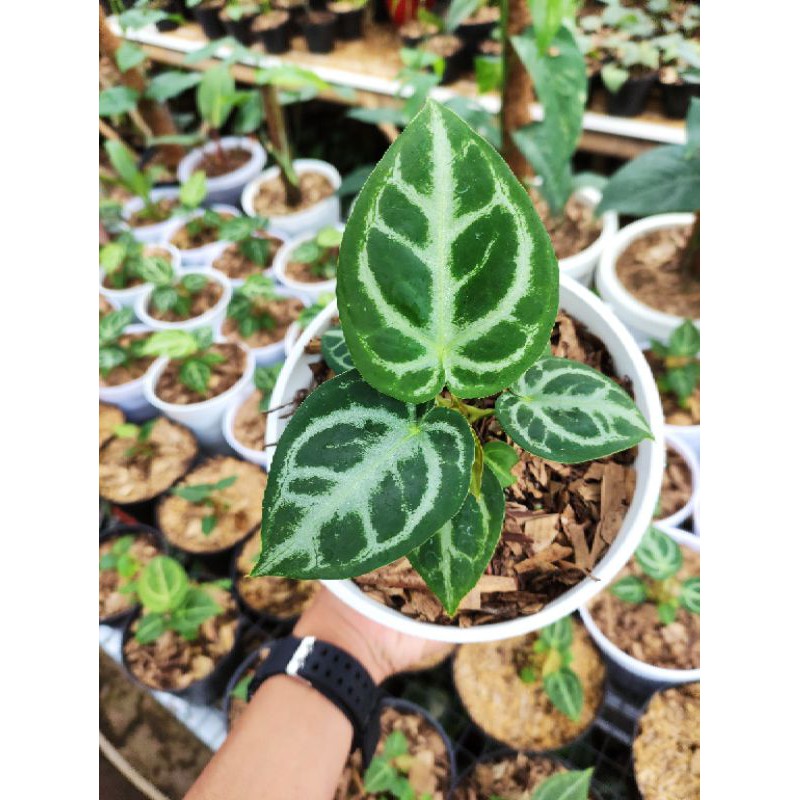 anthurium crystallinum silver | kuping gajah mangkok silver | Bisa COD (BAYAR DI TEMPAT)
