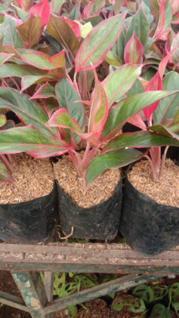 tanaman hias▪️aglonema lipstik