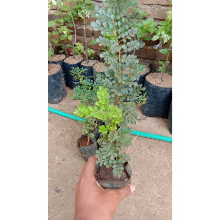 Bahan Bonsai Kawista // Bibit Kawista Muran // Bonsai Kawista