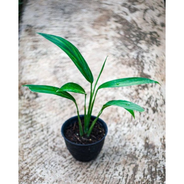 Epipremnum Amplissimum Green