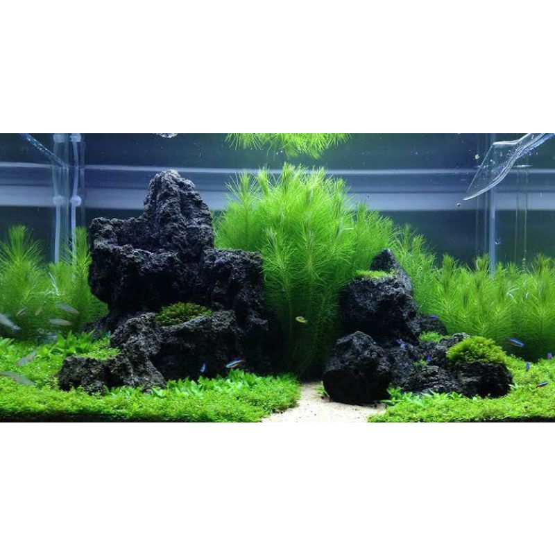 BATU AQUARIUM / AQUASCAPE/ PALUDARIUM (Batu Sedimen)