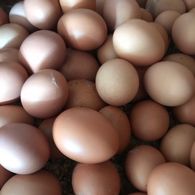

Telur Ayam 1KG