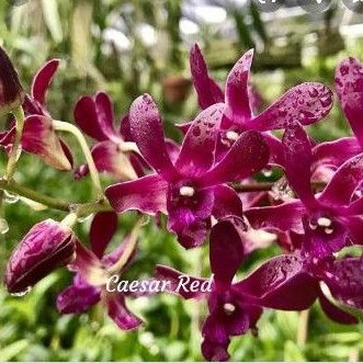 Dendrobium Caesar Red