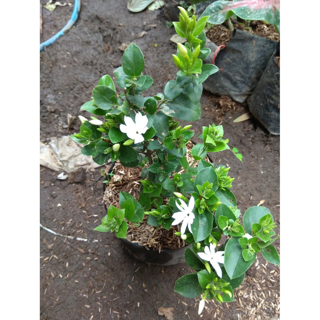 Tanaman Hias Bunga Melati Bintang / Star Jasmine - Melati Wangi