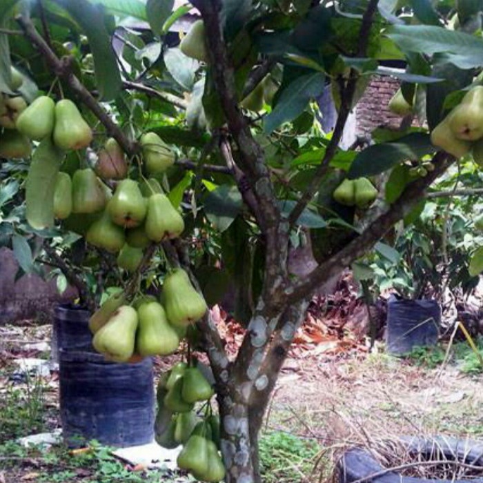 bibit buah jambu air madu deli cangkok wisata agrotani mulia