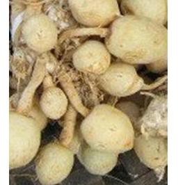 

Grosiran Murah Kunyit Putih/kunir putih segar/buah/asli 1kg (foto real)