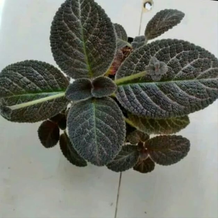 tanaman gantung beludru hitam - episcia black - bludru hitam
