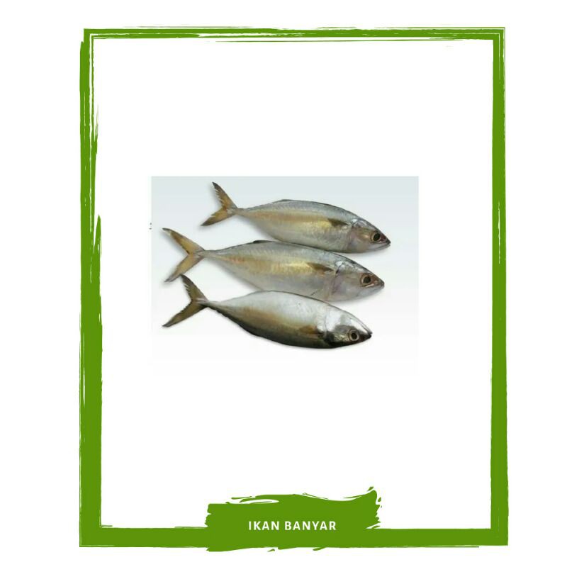 

Ikan Banyar / Ikan Segar PO Mallahrizwa