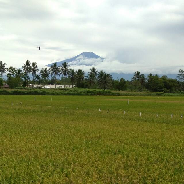 gadismangi