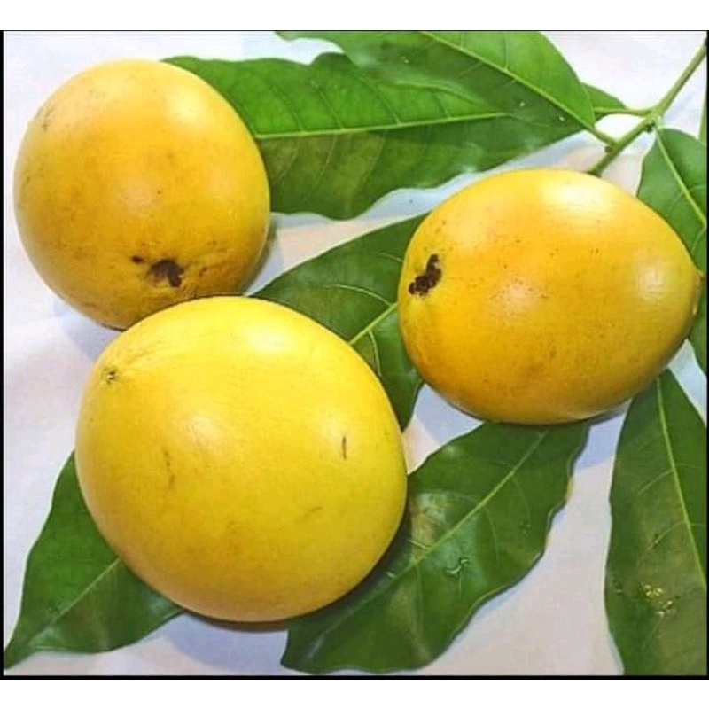 BIBIT SAWO ABIU SUPER JUMBO OKULASI