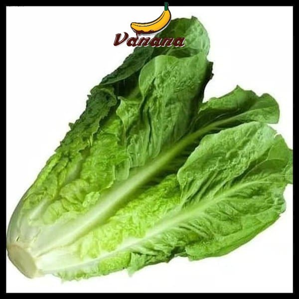 

sayur segar romen / romaine lettuce 500 gram