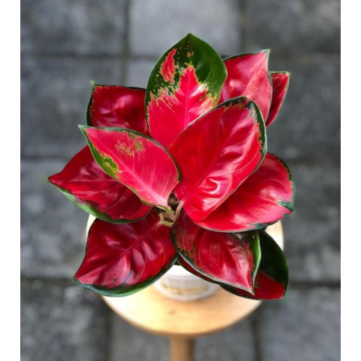 Tanaman Aglonema Suksom Jaipong Mangkok Rumpun / Aglonema Hias Murah Pot 10 Yogap / Bunga Hias Impor