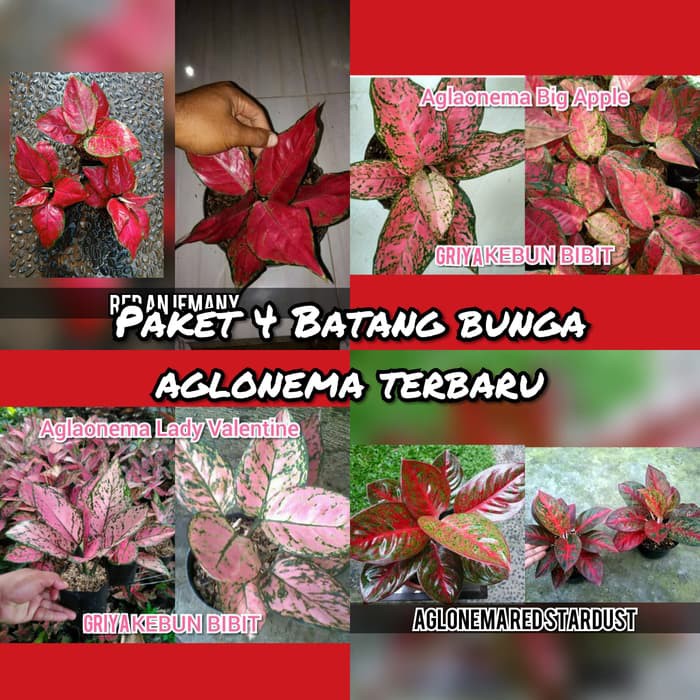 Paling Bagus 16 Gambar Bunga  Aglaonema Terbaru Gambar 