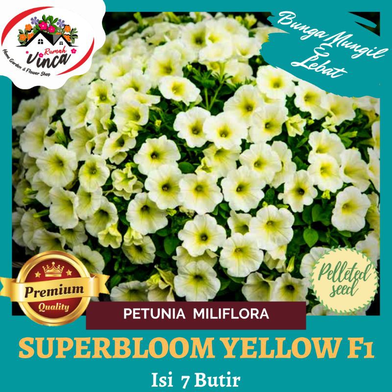 BENIH/BIJI BUNGA PETUNIA SUPERBLOOM YELLOW F1