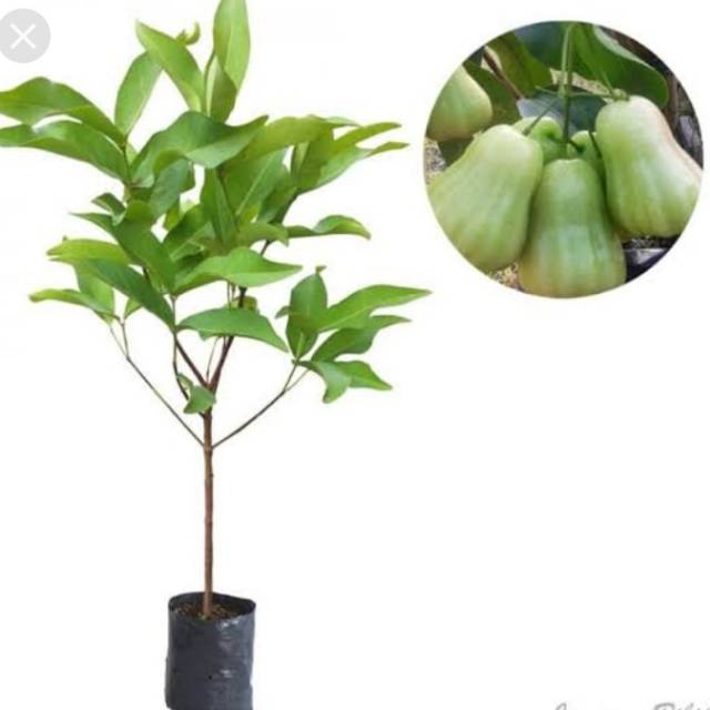 Bibit jambu air Madu deli hijau