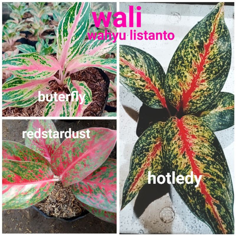 paket isi 3 jenis aglonema sehat dan terjangkau