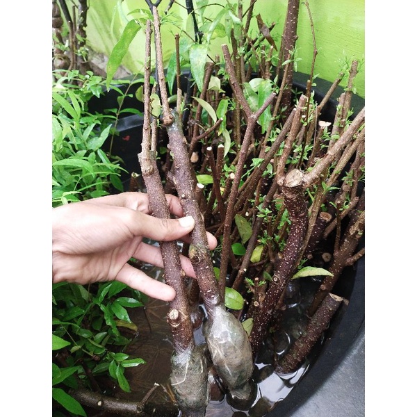 CANGKOKAN ANTING PUTRI