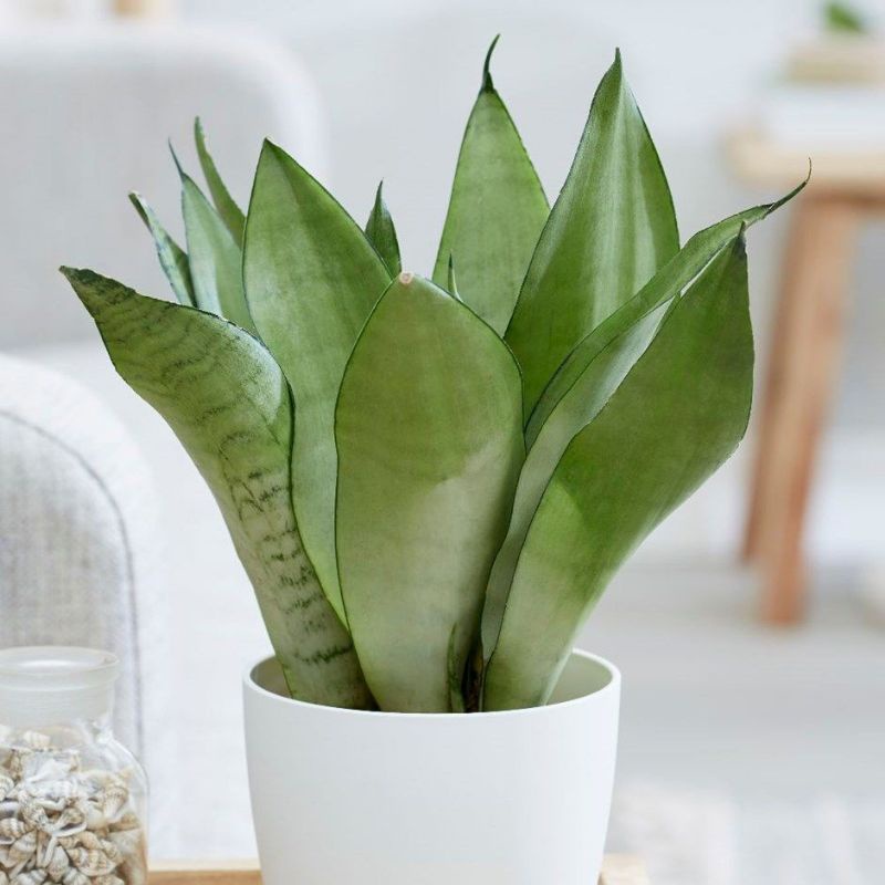 sansevieria moonshine