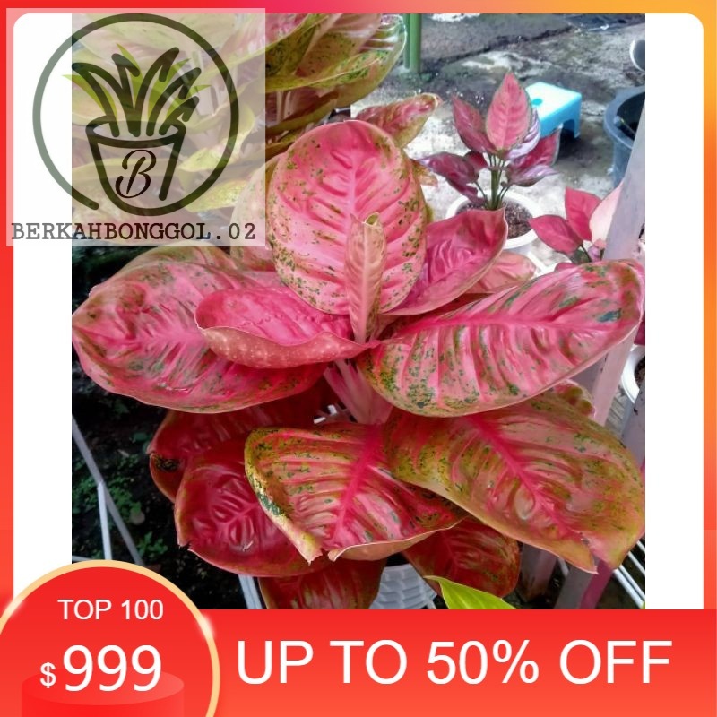 Bonggol aglonema Wulandari