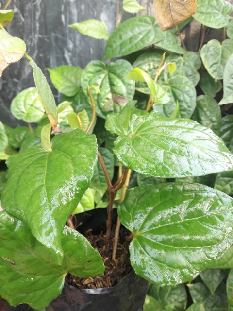 Pohon Sirih Hijau / Bibit Sirih Hijau / Tanaman Herbal Sirih Hijau