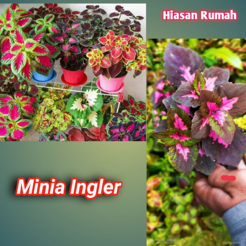 Bibit Unggul Stek Bunga Miana Jenis Miana Terbaik 9 Macam