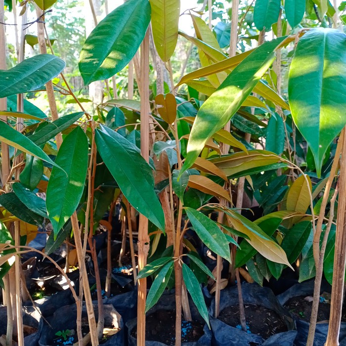 bibit durian tembaga