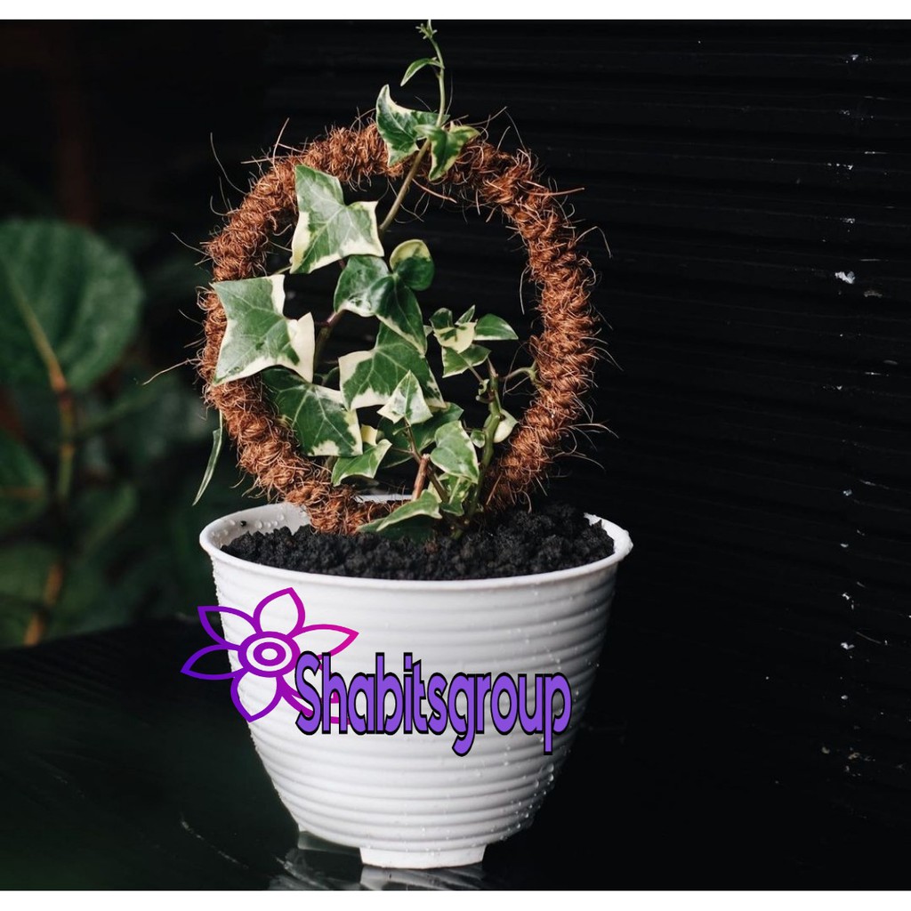 tanaman hias englishivy - hedera helix