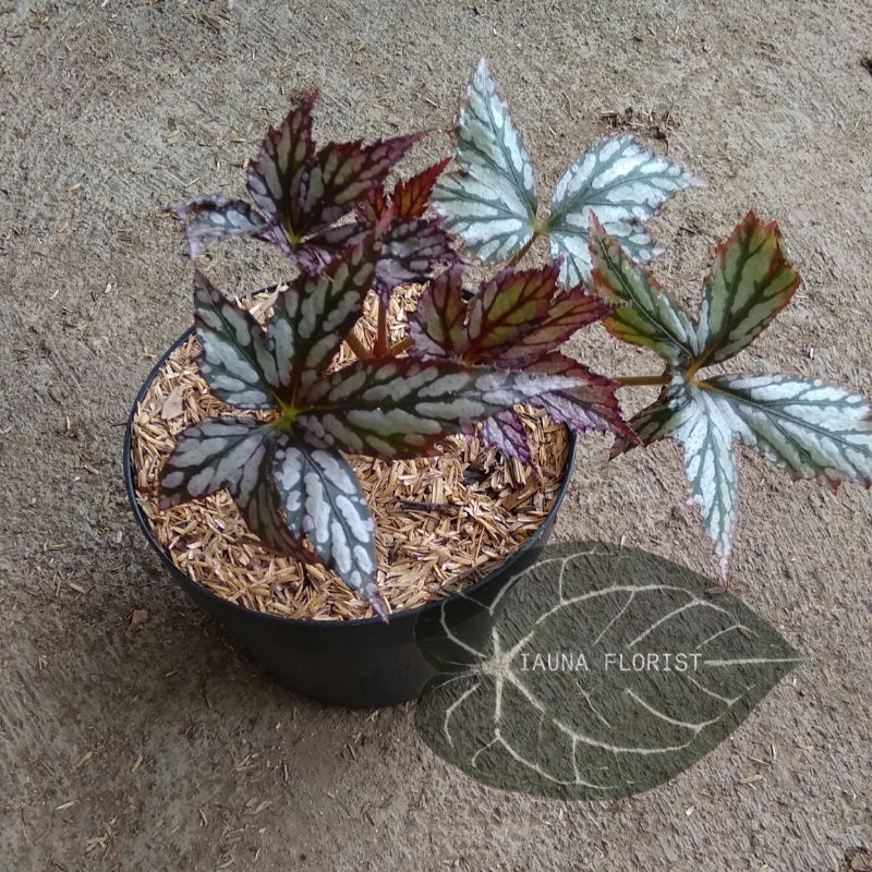 Tanaman Hias Begonia Red Rasta / Begonia Jari Merah / Begonia Red Star