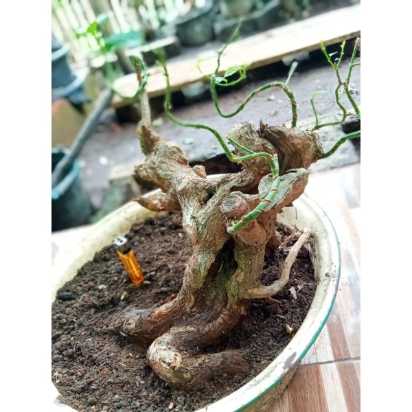 bahan bonsai wahong gunung