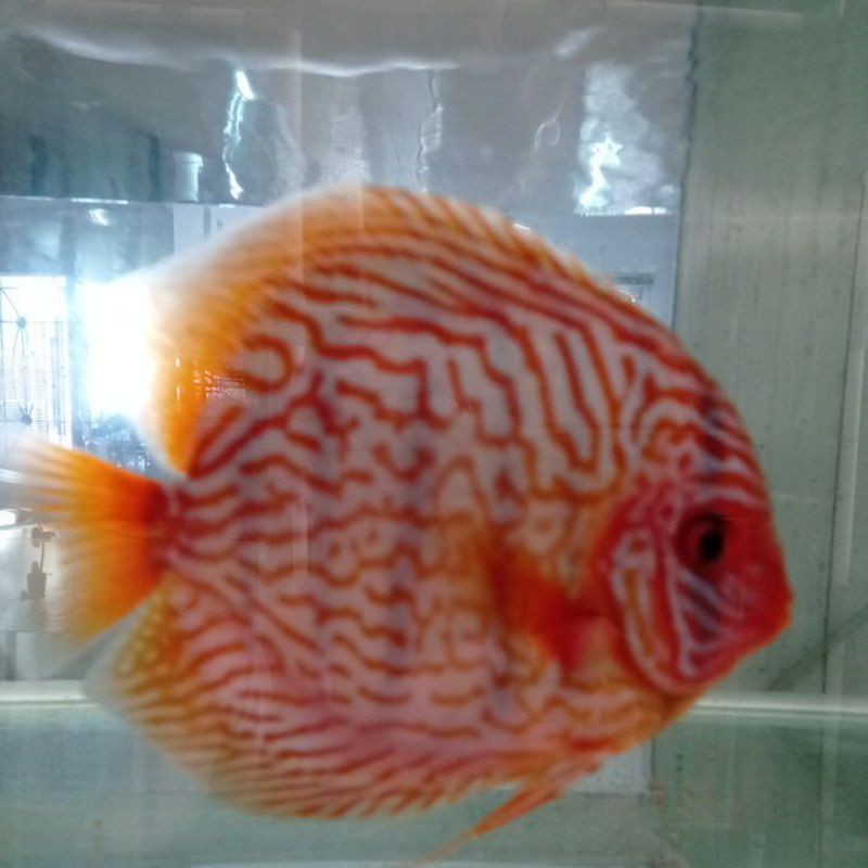 Ikan discus indukan jantan jenis Turqoise ukuran body +- 13 cm