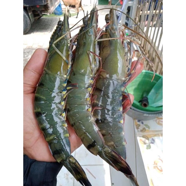 

Udang Segar jumbo Udang Tiger/ Size 17-19 /1Kg