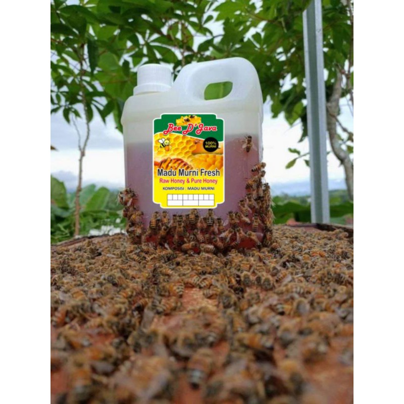 

Madu Kelengkeng Raw Honey Pure Fresh Tanpa Campuran Asli 100% Alami 500gram