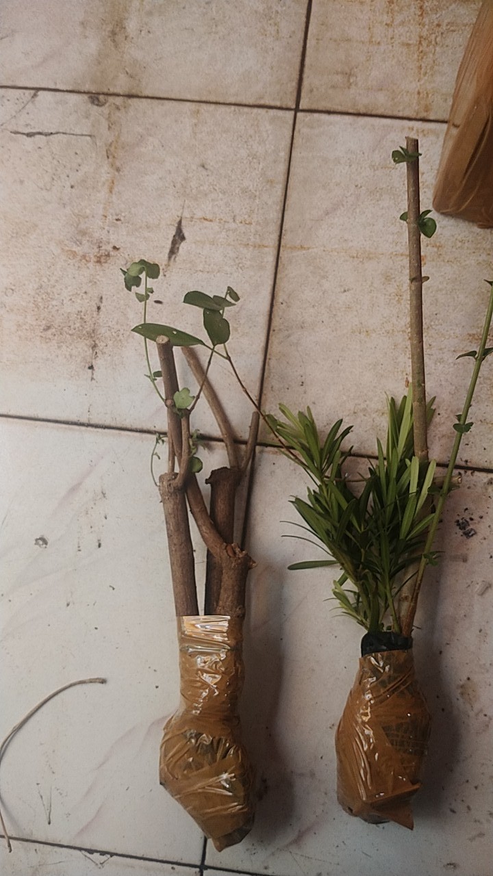 Bibit Bahan Bonsai Lohansung Lidah Burung
