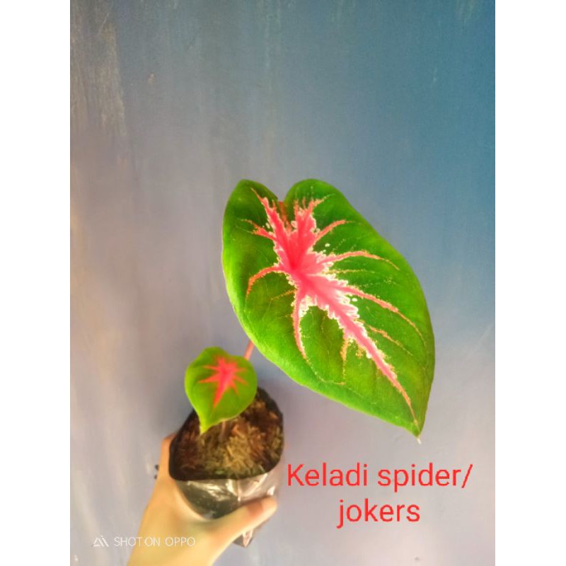 Keladi Joker/spider