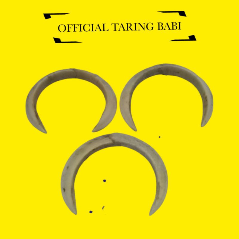 [ Uk 9cm Sepasang ] 100% Original Taring Babi