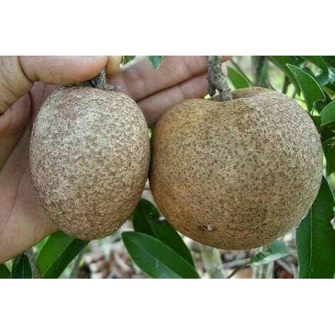 kw-A Bibit Tanaman Buah Sawo Malaysia Jumbo Ciku Mega